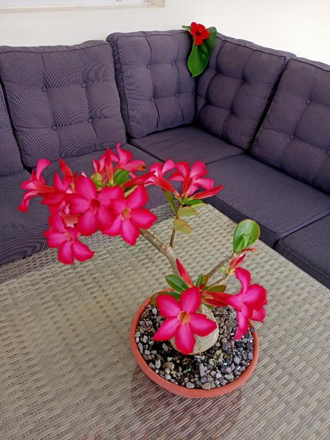 T2 Echappee Belle Sainte-Marie Kybo Karaib Location Pkg Mtgne Cosy Apartman Kültér fotó
